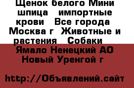 Щенок белого Мини шпица , импортные крови - Все города, Москва г. Животные и растения » Собаки   . Ямало-Ненецкий АО,Новый Уренгой г.